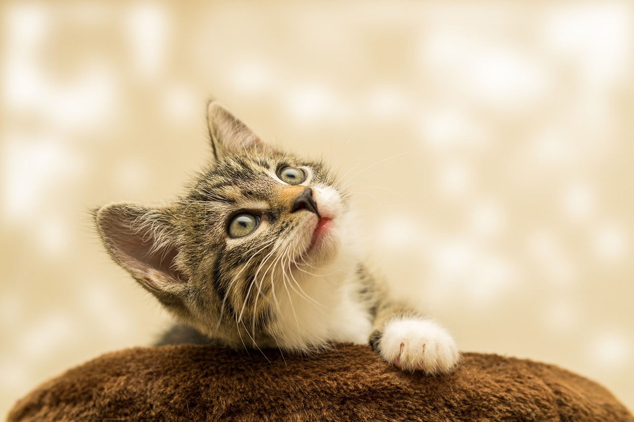 Gatito