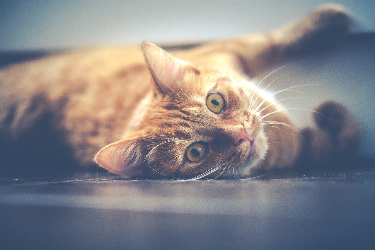 Gatito
