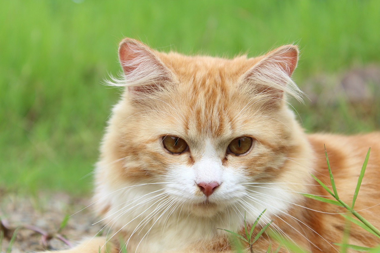 Gatito